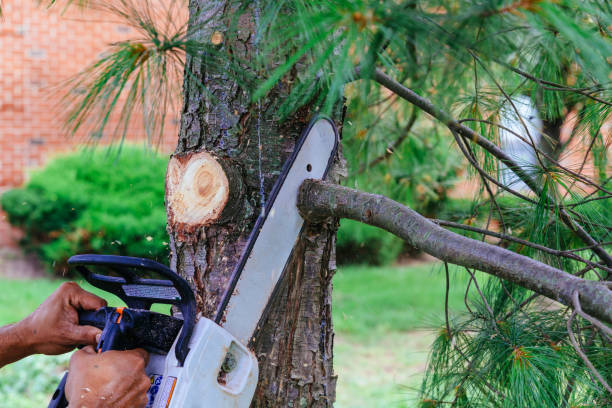 Reliable Harlem, GA Tree Removal and Landscaping Services Solutions